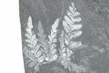 Fossil Seed Fern (Alethopteris & Pecopteris) Plate - Pennsylvania #360494-3